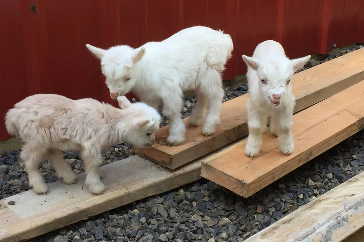 Three baby goats are seen exploring a rustic farm area with wooden planks and gravel underfoot. The scene conveys a joyful, hands-on farm experience, inviting guests to interact with friendly animals and immerse themselves in authentic farm life.