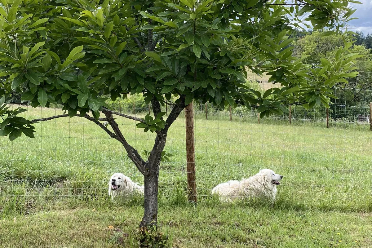 An exterior shot showing two dogs relaxing under a tree in a fenced area, surrounded by natural greenery. The scene is tranquil and connects the visitor to the broader landscape and the presence of livestock guardian dogs.