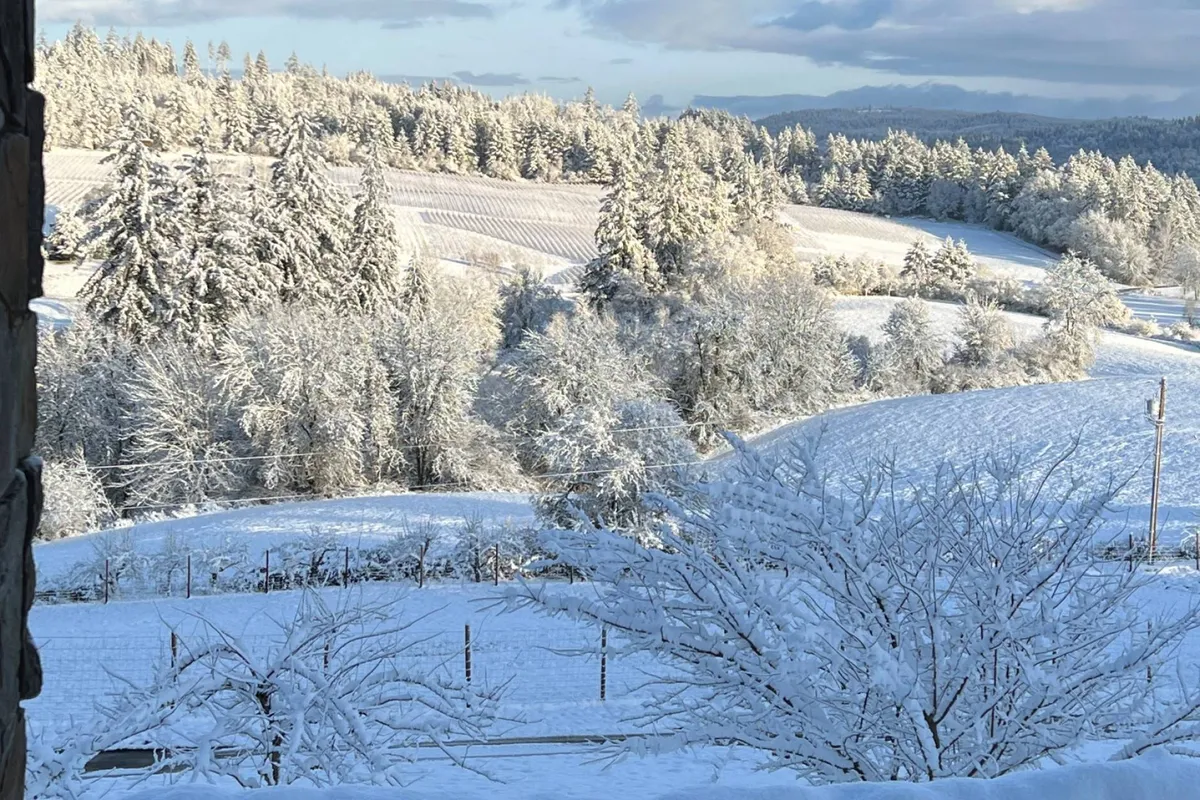 A panoramic view of rolling hills and snow-covered trees, capturing the tranquil beauty of the winter countryside. The landscape is serene, evoking the quiet charm of the rural winter season.