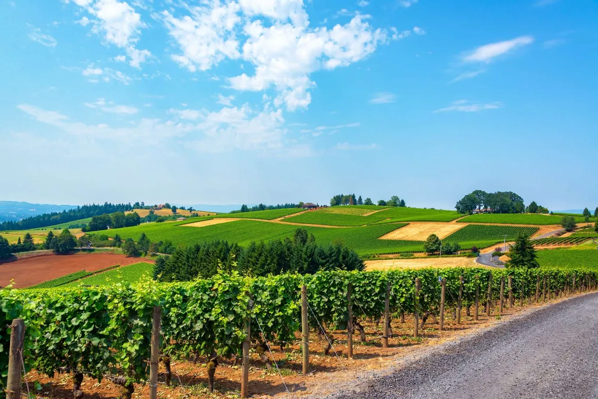 This image captures sweeping views of vineyards and rolling hills with a dirt road meandering through, dotted with distant farmhouses. The landscape is tranquil and quintessentially wine country, evoking the region’s scenic charm and the promise of vineyard exploration.