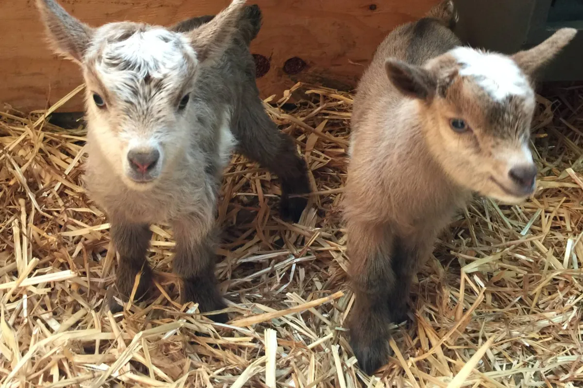A close-up, cheerful interior scene showcasing two baby goats being fed and cared for. The playful, hands-on interaction foregrounds the joy of meeting and learning about farm animals up close.